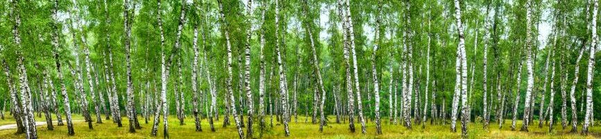 Картина на холсте Березовая роща, арт hd2067301