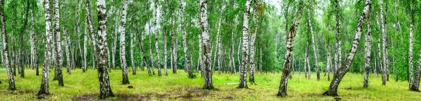 Картина на холсте Березовая роща, арт hd2067401