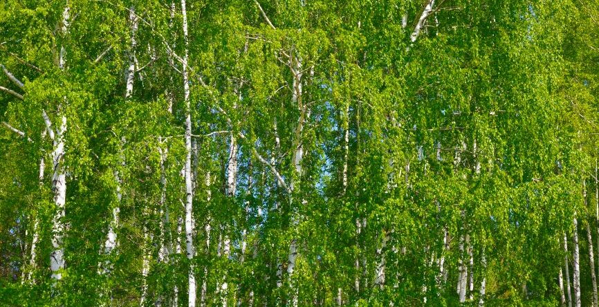 Картина на холсте русский лес, арт hd0933501